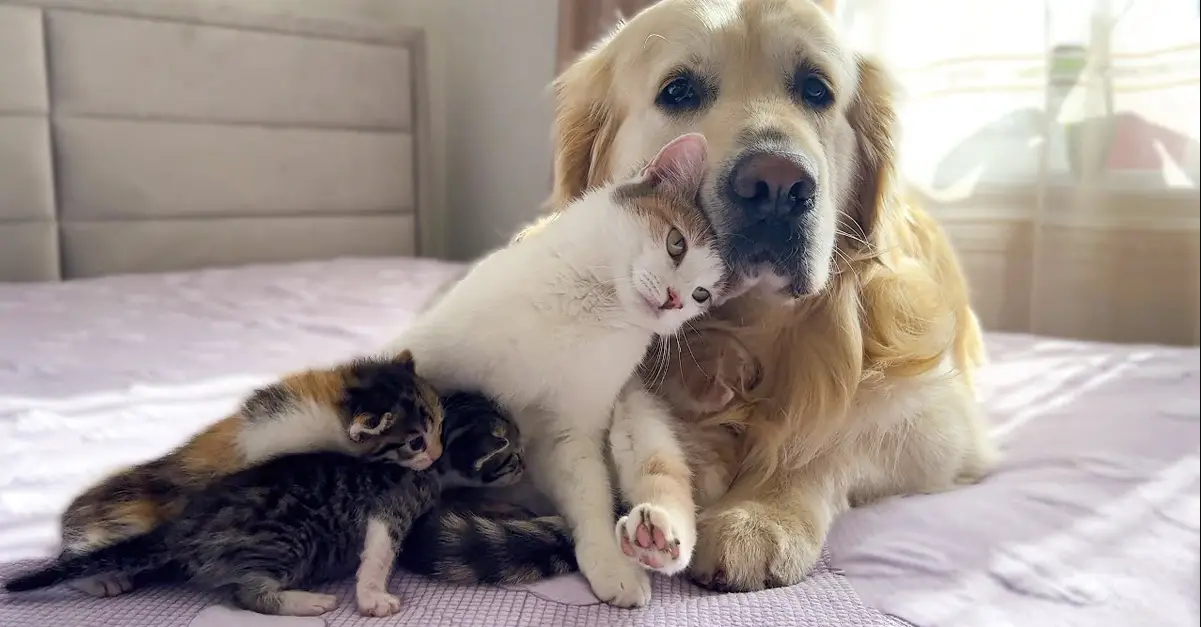 Mom Cat Wants Kittens to Love Golden Retriever as Much as She Does