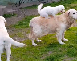Small Dog Loves To Go For Rides On Golden Retriever’s Back