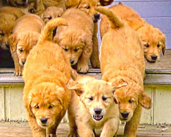 Adorable “River” Of Golden Retriever Puppies Flow Into The Backyard