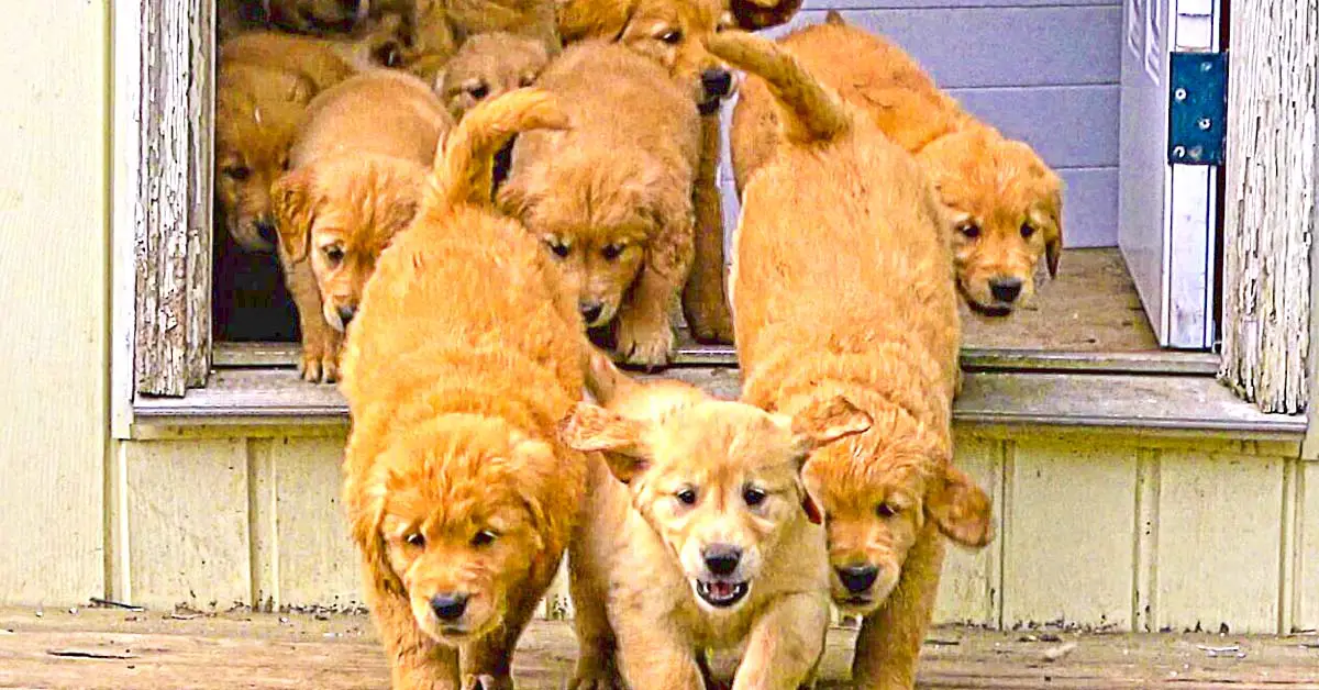 Adorable “River” Of Golden Retriever Puppies Flow Into The Backyard