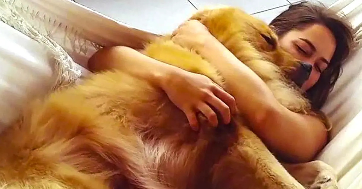 Golden Retriever Snuggles With Owner On Hammock