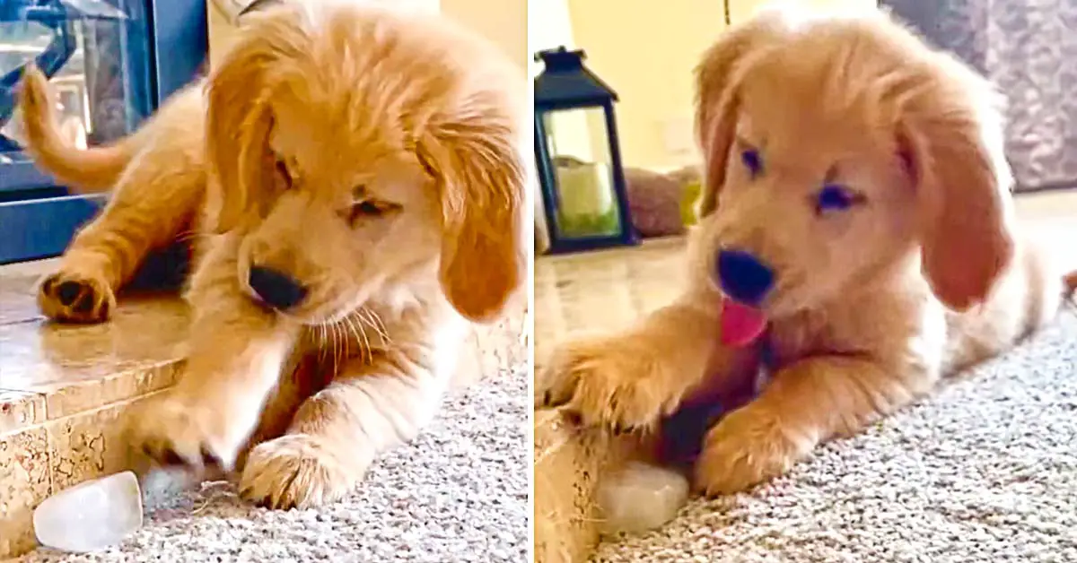 Golden Retriever Puppy Loves Playing With Ice Cube