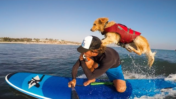 This Golden Retriever was homeless until he learned how to surf