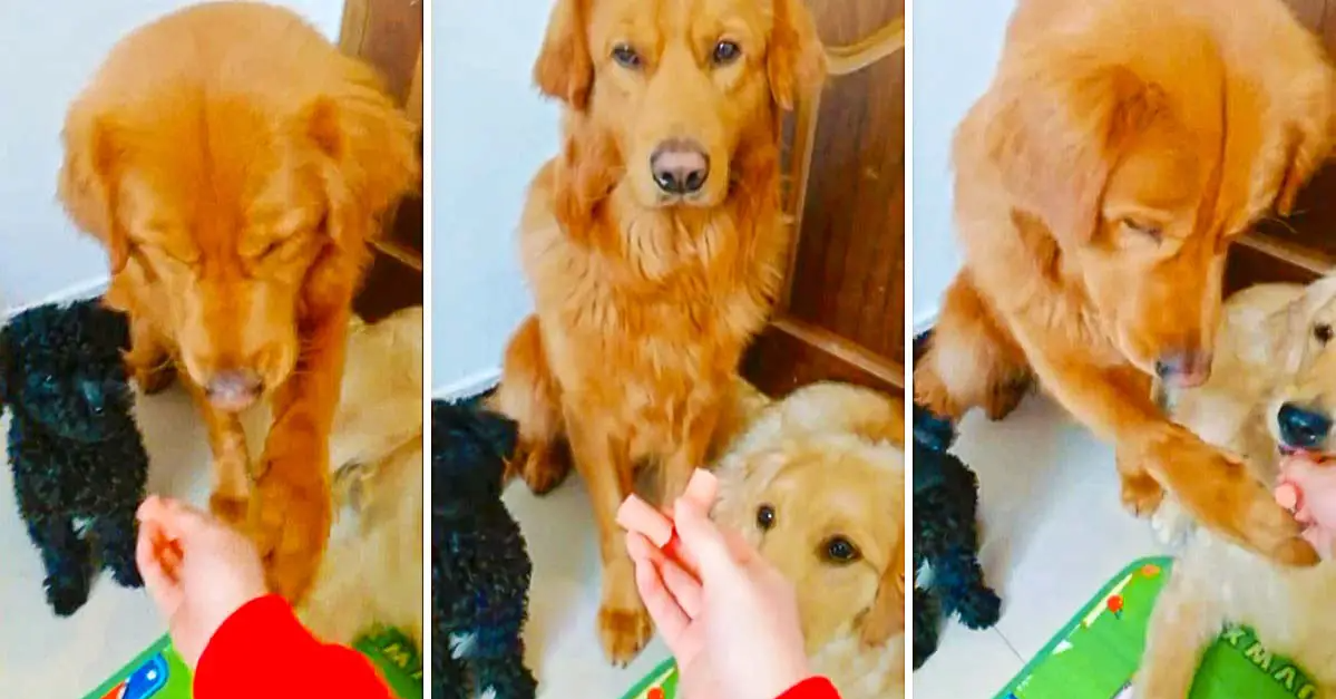 Golden Retriever is a True Gentleman as He Shows Off His Good Manners