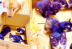 Sweet Golden Retriever Is Excited To Meet Foster Kitties