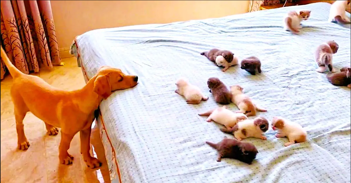 Golden Retriever Puppy Curiously Watches Baby Kittens