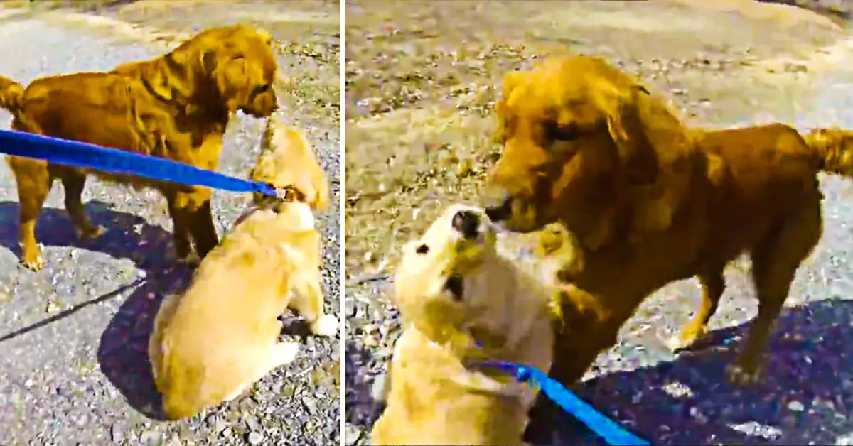 Dog Meets Her Mom For The First Time Since She Was A Puppy