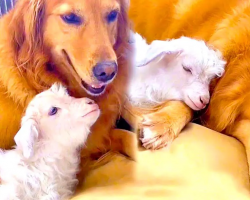 Golden Retriever Makes Friends With Baby Goat And It’s Adorable