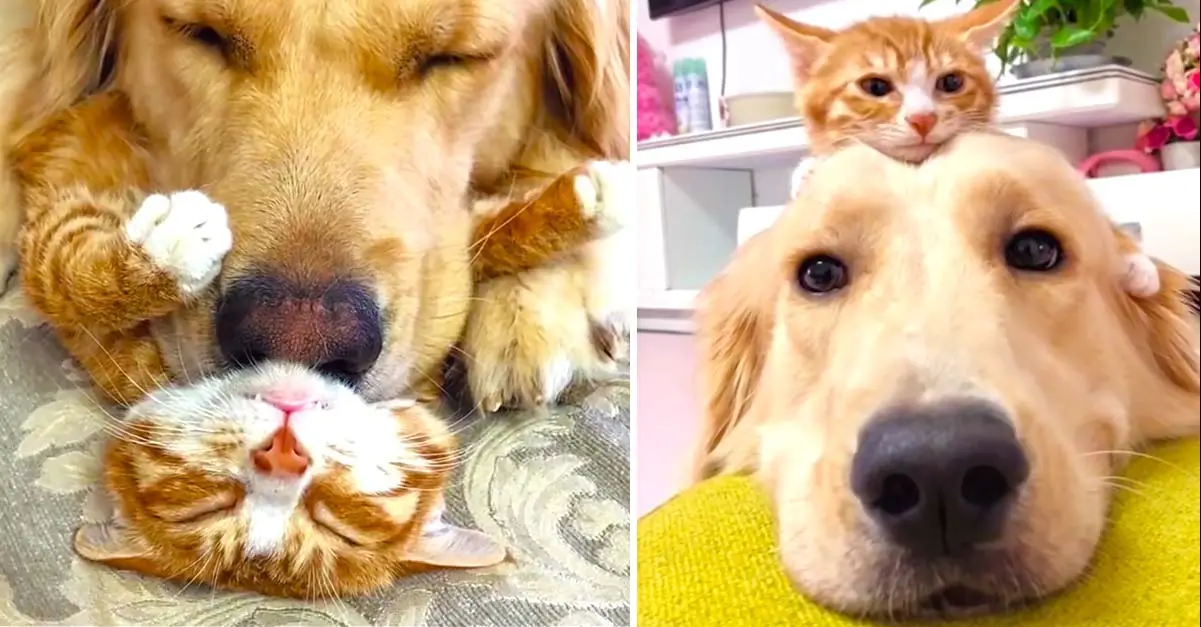 Gentle Golden Retriever and Cuddly Kitten Are Pure Cuteness