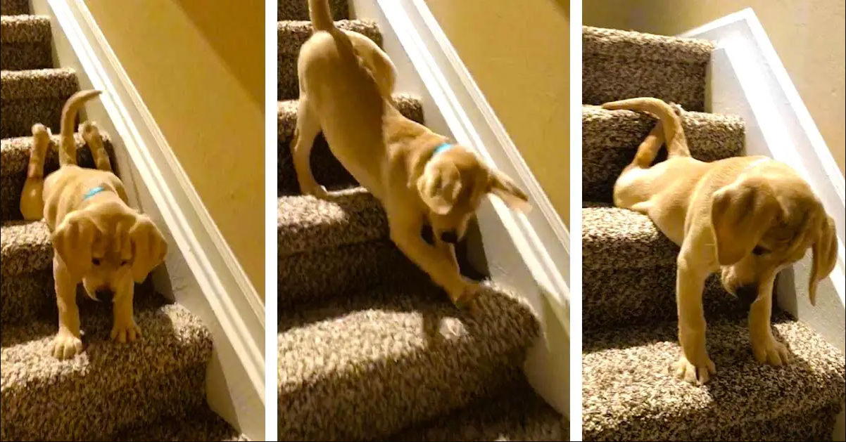 Adorable Golden Retriever Puppy Overcomes Fear Of Stairs