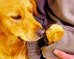 Adopted Golden Retriever Gets a Cute Puppy of His Own