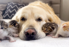 Patient Golden Retriever Has Babysitting Duty For Newborn Kittens