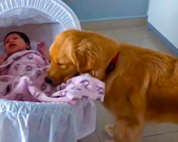 Sweet Golden Retriever Soothes Crying Newborn Baby