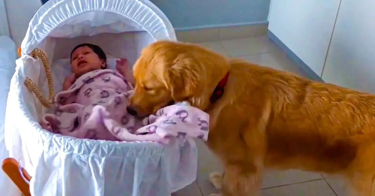 Sweet Golden Retriever Soothes Crying Newborn Baby