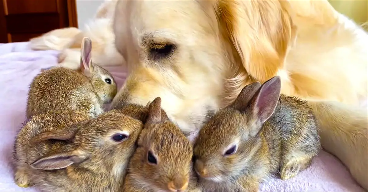 Cute Baby Bunnies Think This Golden Retriever Is Their Mother