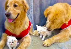 Sweet Golden Retriever And Stray Kitten Are Inseparable Friends