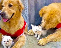 Sweet Golden Retriever And Stray Kitten Are Inseparable Friends