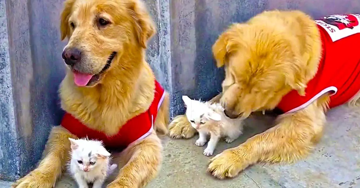 Sweet Golden Retriever And Stray Kitten Are Inseparable Friends