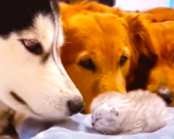 Golden Retrievers And Husky Meet The Newborn Kitten Of Their Best Friend