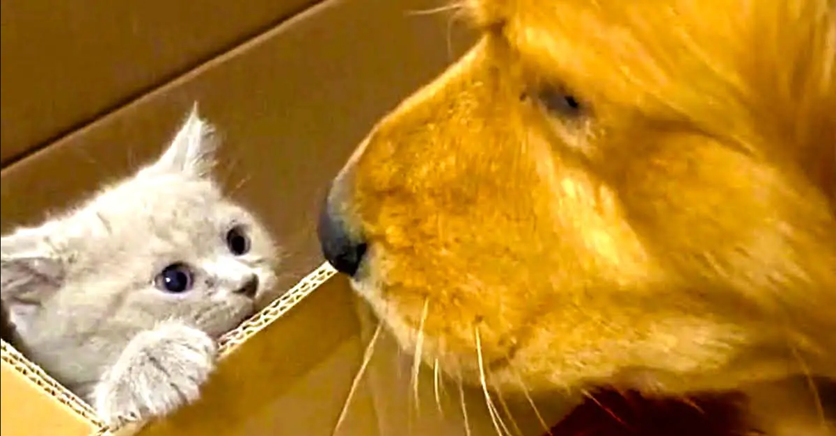 Lonely Golden Retriever Has The Sweetest First Meeting With New Kitten Friend