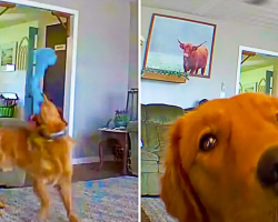Golden Retriever Discovers Puppy Cam For The First Time