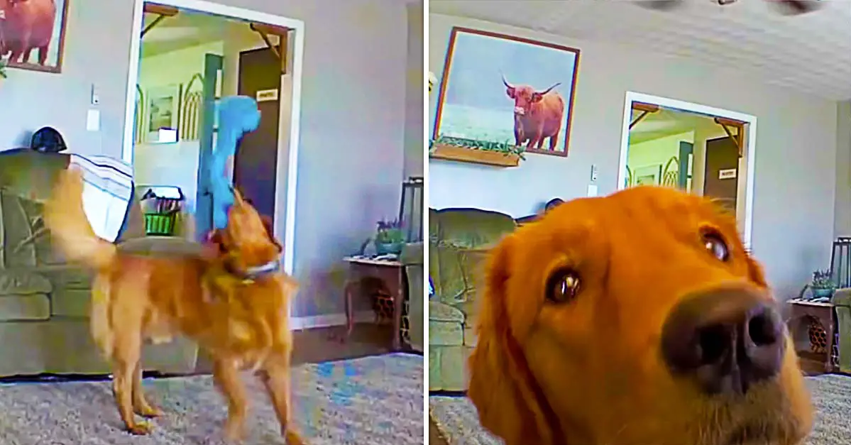 Golden Retriever Discovers Puppy Cam For The First Time