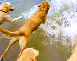 16 Swimming Golden Retrievers Follow Owner In Unison Into River