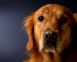 25 Facts You Should Know About Golden Retrievers