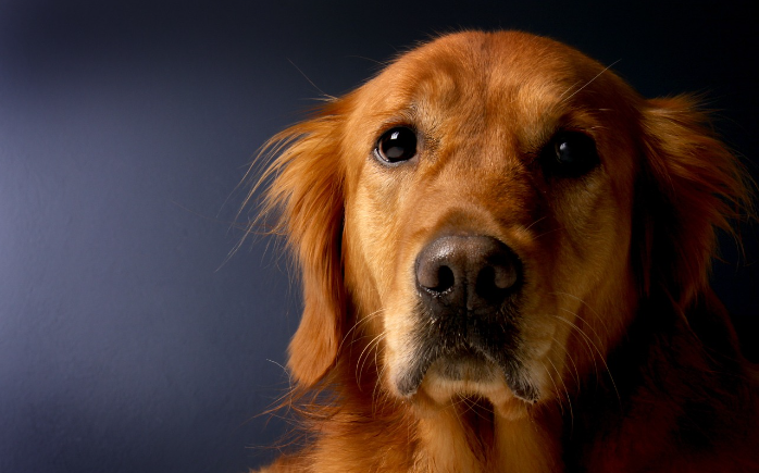25 Facts You Should Know About Golden Retrievers