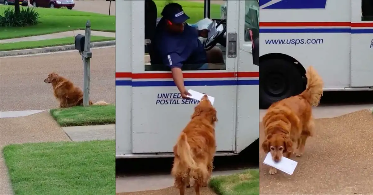 Golden Retriever Waits For Mail Truck To Deliver Mail