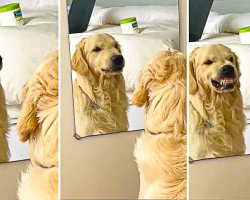 Golden Retriever Practices His Mean Face In The Mirror