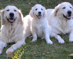 Golden Retriever Dog Breed Facts & Information