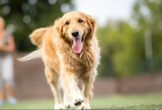 Are Golden Retrievers Hypoallergenic? What You Need To Know