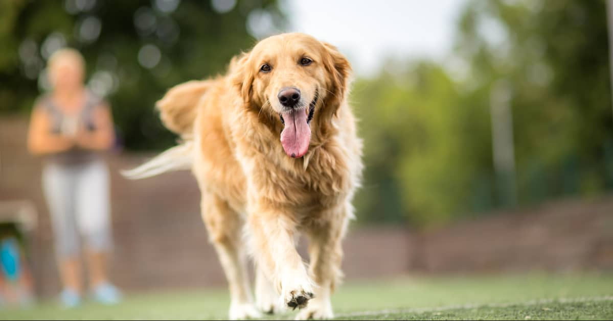 Are Golden Retrievers Hypoallergenic?