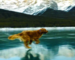 Dog Runs Across Frozen Lake, Looks Like He’s Running On Water