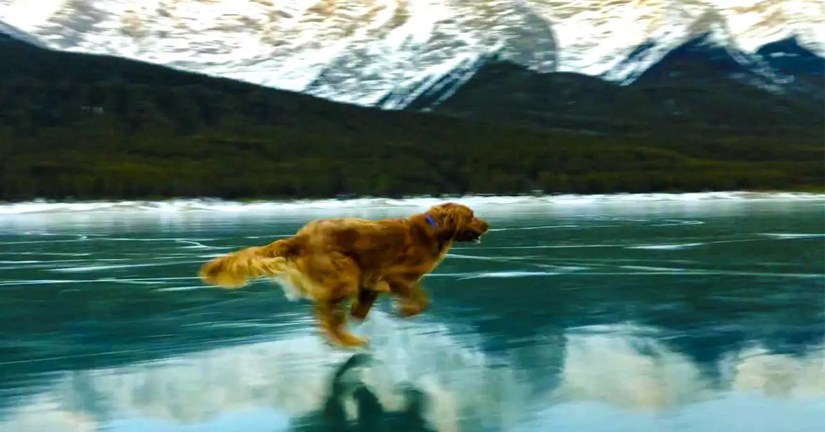 Dog Runs Across Frozen Lake, Looks Like He’s Running On Water