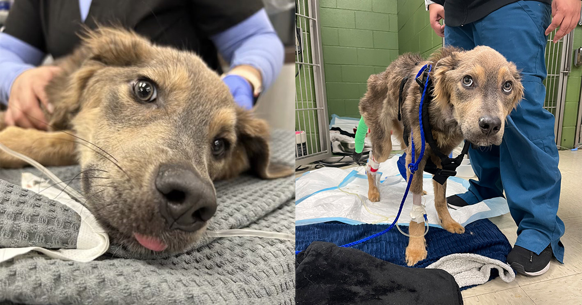“Severely emaciated” dog found lying on the side of the road — animal rescue fighting to save his life