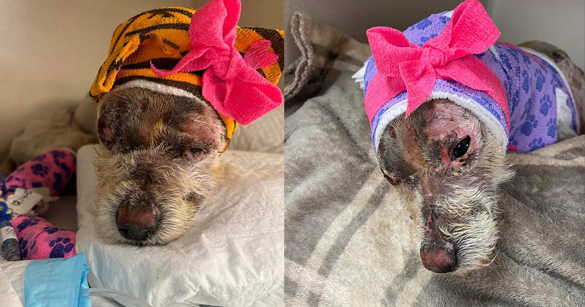 Dog was severely injured after someone set her on fire — now making a recovery thanks to rescue