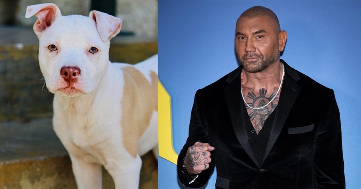 Dave Bautista tells story of his most recent rescue dog — and the two celebrities who brought them together