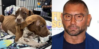 After three puppies were cruelly thrown from car, Dave Bautista makes offer to help find culprit