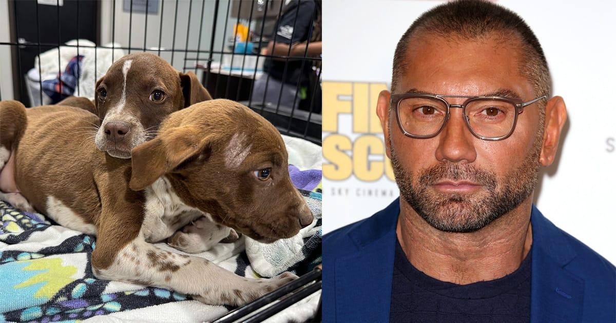 After three puppies were cruelly thrown from car, Dave Bautista makes offer to help find culprit