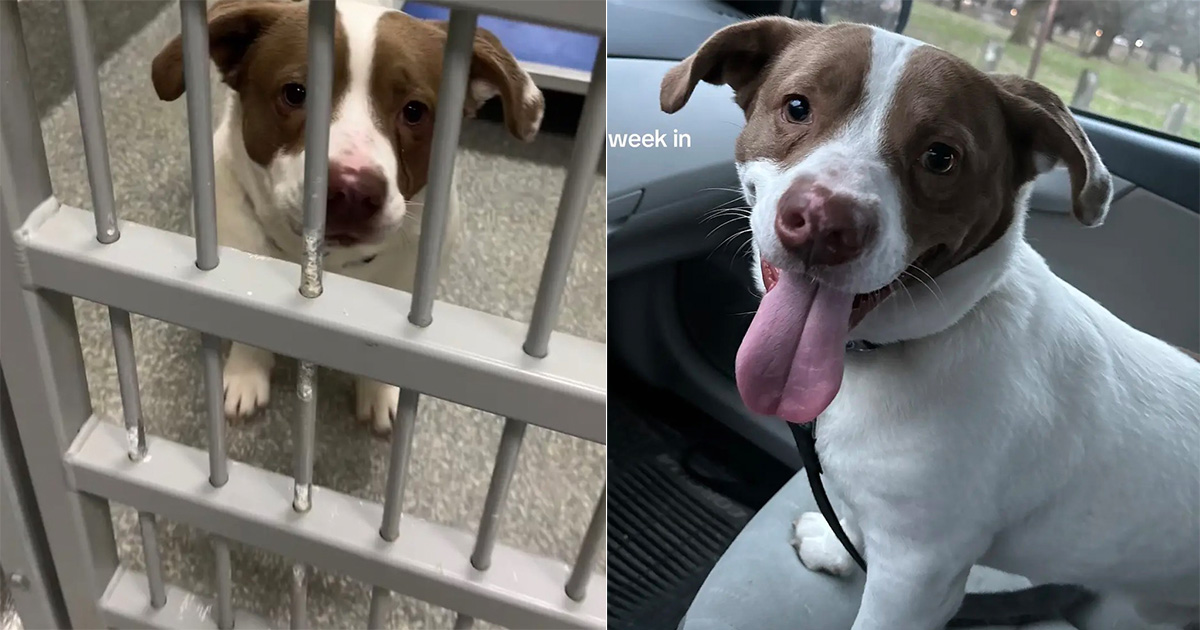 Dog was shelter’s longest resident, but couple takes one look and knows he’s the one
