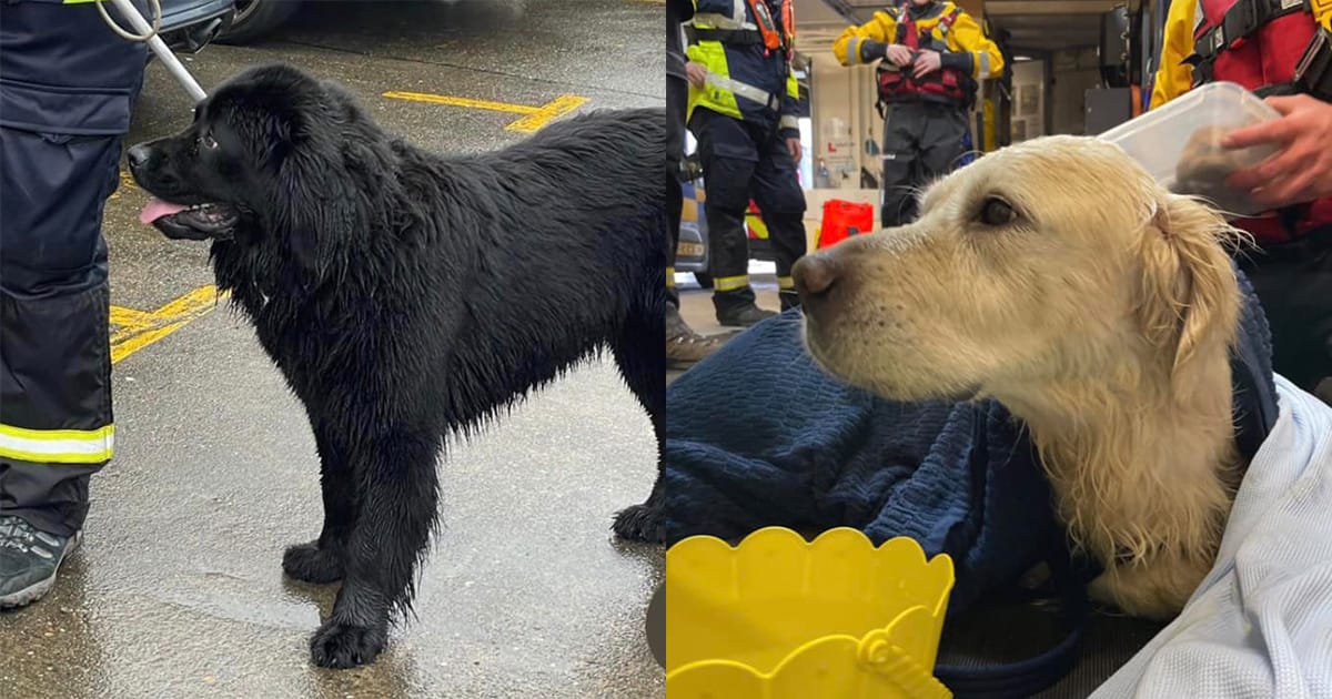 Dog raises alarm about friend trapped in the harbor, leading to life-saving rescue just in time