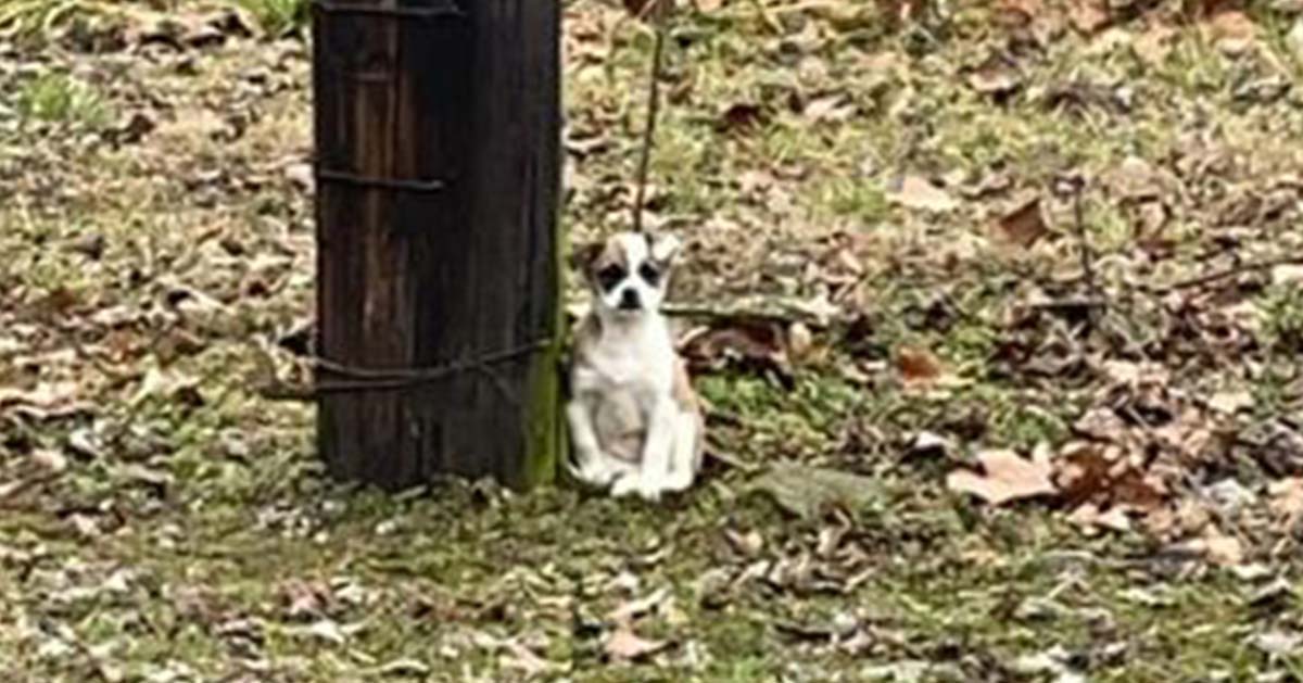 Woman finds ‘forgotten’ creature tied to a tree