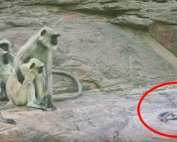 They drop a fake baby in with some monkeys – and their reaction makes my heart burst