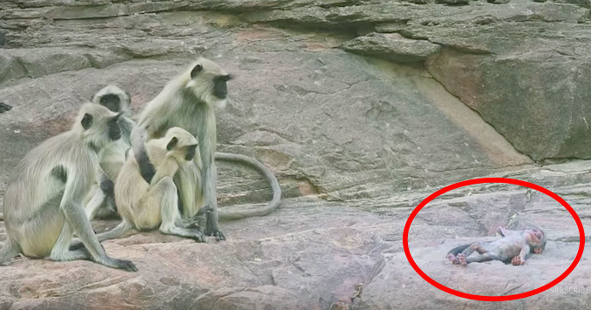 They drop a fake baby in with some monkeys – and their reaction makes my heart burst