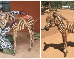 Wildlife rescuers wear stripes to become ‘mother’ for orphaned baby zebra