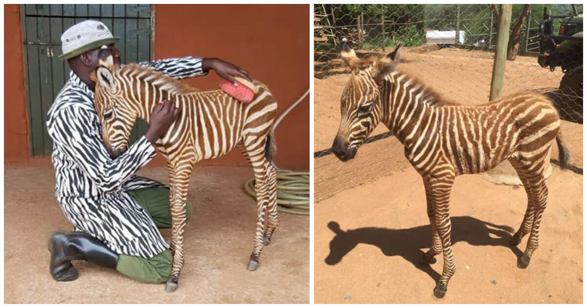Wildlife rescuers wear stripes to become ‘mother’ for orphaned baby zebra