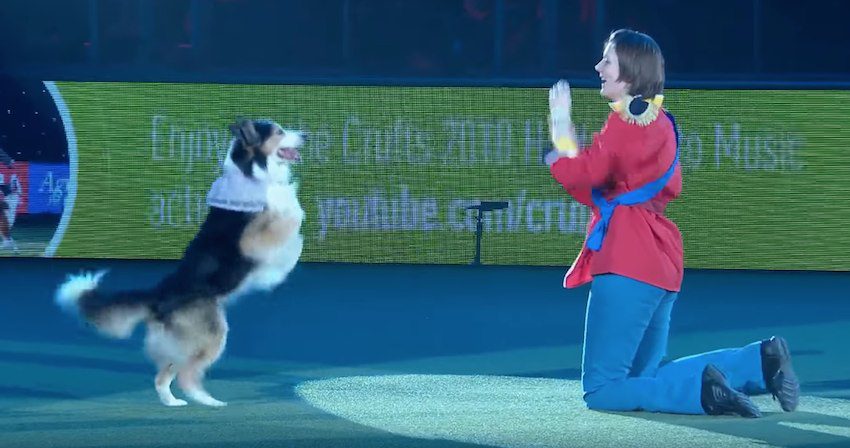 Dog Charms Audience as Cinderella In Winning Freestyle Heelwork to Music Routine