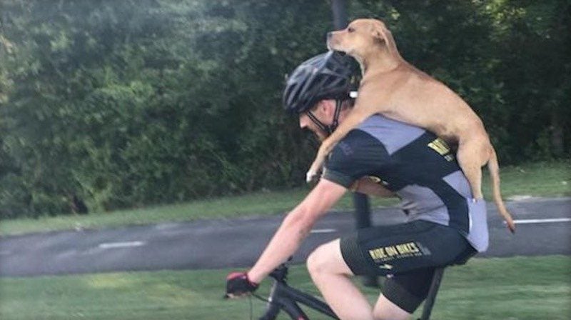 Cyclist Carries Injured Stray Dog on His Back to Get Help and Finds Him Forever Home